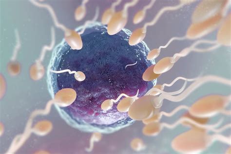 Quelle est la durée de vie dun spermatozoïde